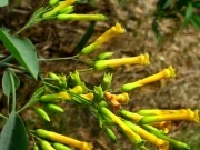 Científicos denuncian la gravedad de descatalogar al tabaco moro como especie invasora