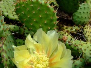 Buscan generar bioenergía a partir del nopal