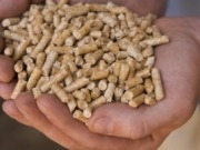 Bell rings on world’s first biomass energy exchange