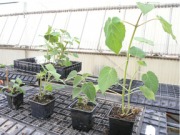 Nuevo intento de promover la paulonia como cultivo energético