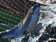 L Solé supera los 20 MW térmicos en Chile