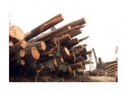 Canadian timber firm initiates $45 million bio-energy project