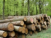 Europe sees biggest rise in biomass this century in 2010