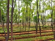 Todas las pistas para saber dónde se encuentra la biomasa más rentable