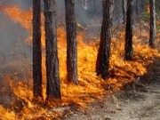 Unión por la Biomasa pide industrializar el medio rural con más aprovechamiento energético