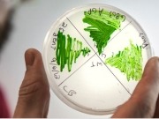 Algae biomass organization expands depth and breadth of membership