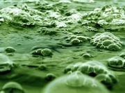 University finds quick cook method turns algae into oil