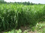 USDA Announces Restart of Biomass Crop Assistance Program