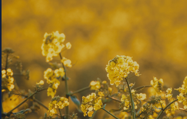 Ash Creek Renewables Expands Global Reach with Camelina Seed Licenses