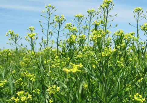 Bayer and bp Form Strategic Alliance to Scale Camelina as Intermediate Crop for Biofuels