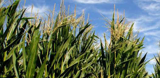 Conestoga Energy Acquires SAFFiRE Renewables to Advance Production of SAF