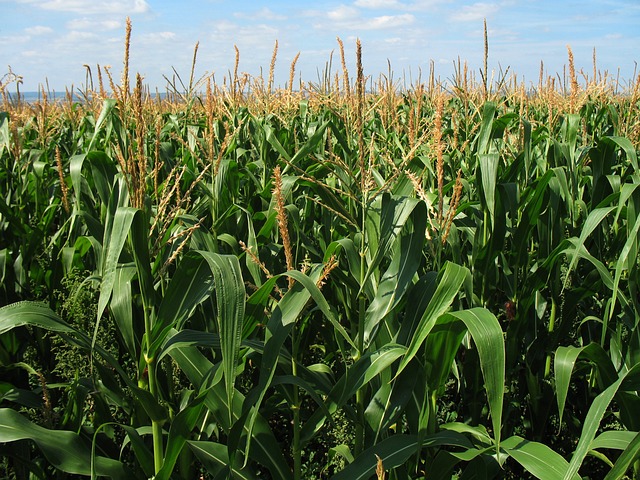 Biofuels Company POET and Tallgrass Announce Collaboration on Carbon Capture Project