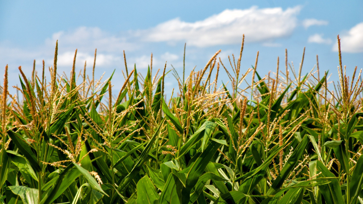 US Congressmen Introduce the Sustainable Aviation Fuel Information Act