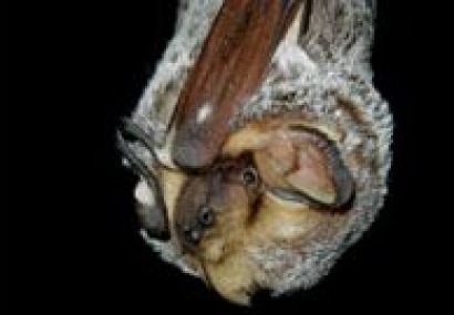New research helps predict bat presence at wind energy facilities