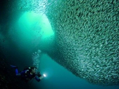 Danish find fish thriving around offshore wind farms