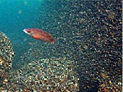 Study finds fish thriving around offshore wind farms