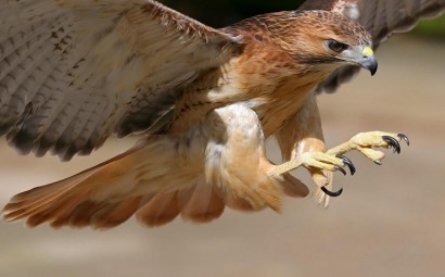 Duke Energy to pay US $1 million in plea over wind turbine bird deaths