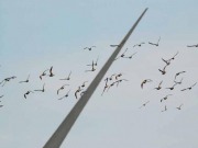 Adjudicados solo 50 de los 3.300 megavatios eólicos y fotovoltaicos que han salido hoy a subasta