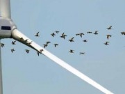 Los informes de impacto ambiental no revelan la mortalidad real de las aves en los parques e&oacute;licos