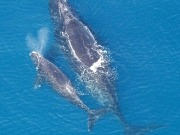 Por las ballenas, se posterga un parque eólico offshore