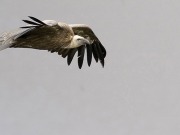 DTBird: la mortalidad de aves en la eólica no es inevitable