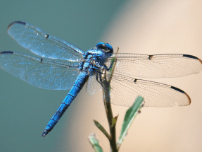 Las alas de los insectos inspiran aeorgeneradores un 35% más eficientes