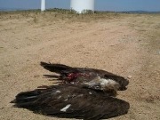 Muere un buitre alcanzado por las palas de un aerogenerador en Ávila