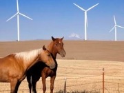 Iberdrola gets nod for up to 1-GW New Mexico wind farm 