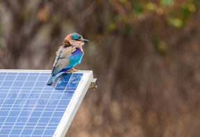 
Verde que te quiero verde: la valentía de defender la verdad energética
