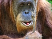US zoos going ape over solar power