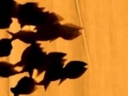 ¿Cómo desobedecerle al gobierno por solo cien euros?