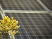 Compro 100 euros de Sol