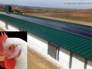La granja de los pollos solares