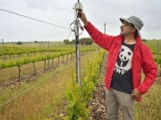 Menos agua y mejores uvas para los viñedos manchegos