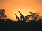 South Africa awards additional large-scale solar project to consortium