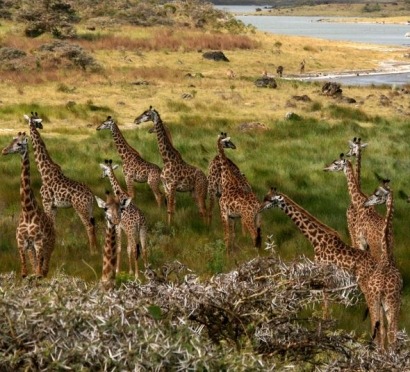 Report: Kenya, Tanzania developing geothermal resources