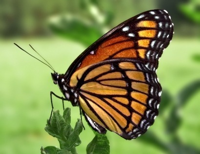 Romanian inventor looking to bring “butterfly” hydro device to market