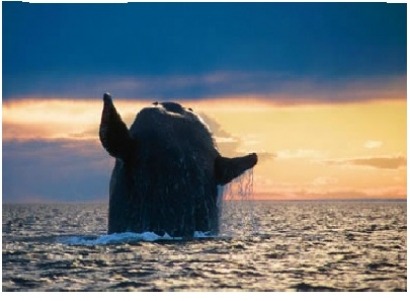 Quieren instalar renovables en un santuario de ballenas