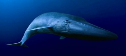 La CE admite la queja de WWF contra la autorización de sondeos en Canarias