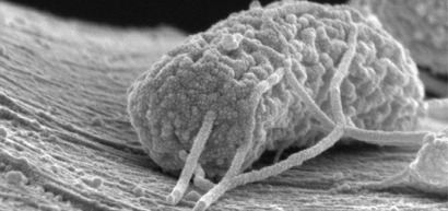 Desarrollan un sistema para generar electricidad a partir de bacterias