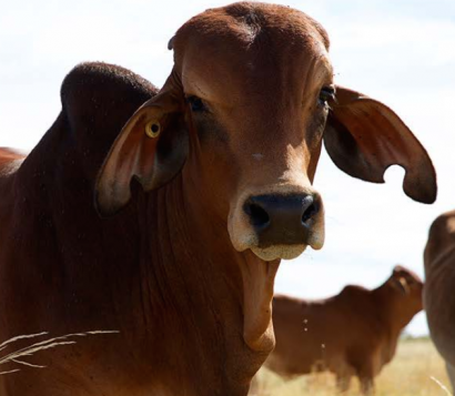 EQUO: menos carne y lácteos para combatir el cambio climático