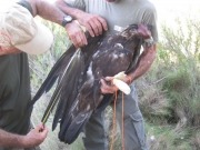 Navarra radioequipa a un águila para estudiar sus vuelos y evitar así las colisiones con tendidos eléctricos