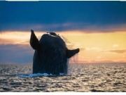 Quieren instalar renovables en un santuario de ballenas