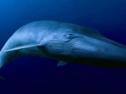 La CE admite la queja de WWF contra la autorización de sondeos en Canarias