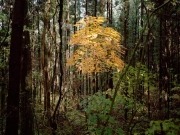 Apuntes sobre Fukushima