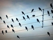 La Sociedad Española de Ornitología quiere consumir electricidad 100% renovable en sus oficinas