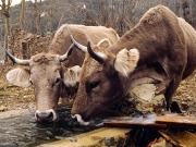 La lucha contra el cambio climático: poner el carro antes que los bueyes