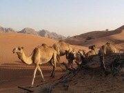 Hitting GCC renewable energy targets will dramatically reduce water use